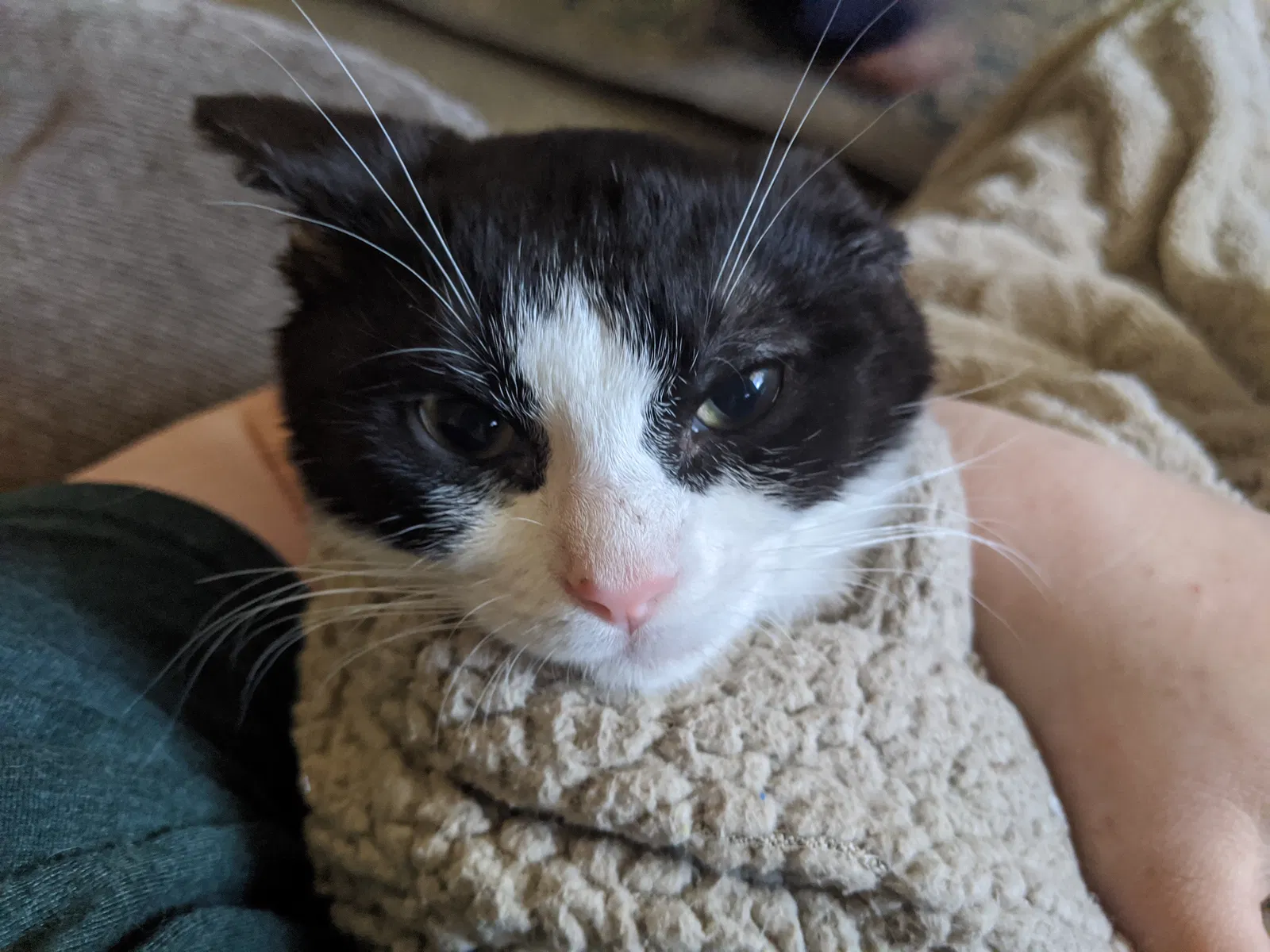 Lost cat in Wichita, KS, 67215