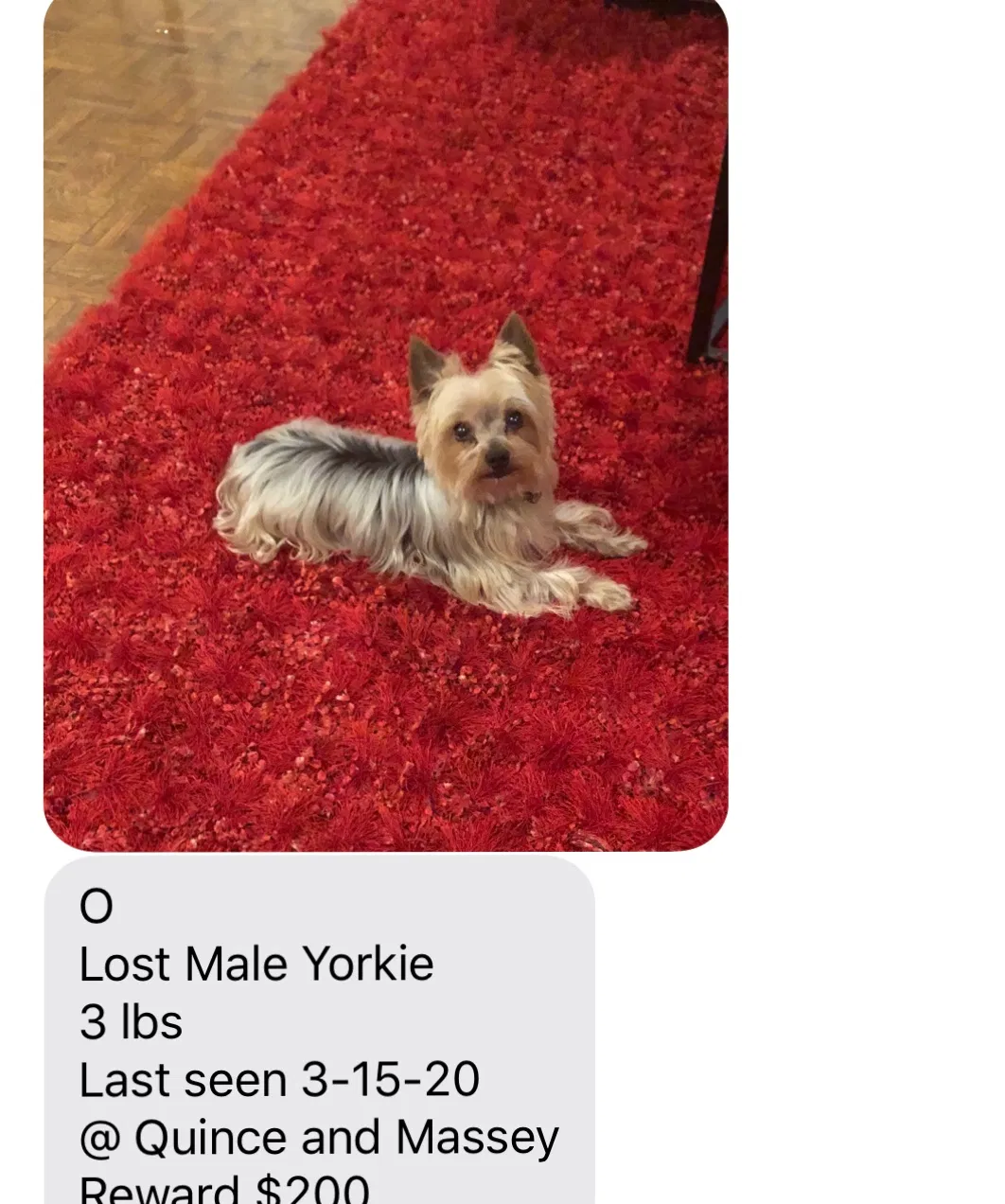 Lost dog in Memphis, TN, 38119