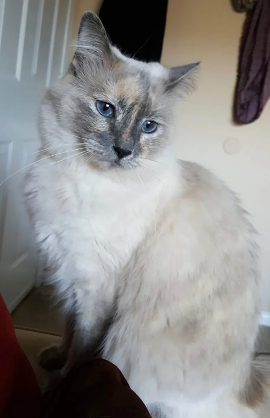 Lost cat in Little Rock, AR, 72223