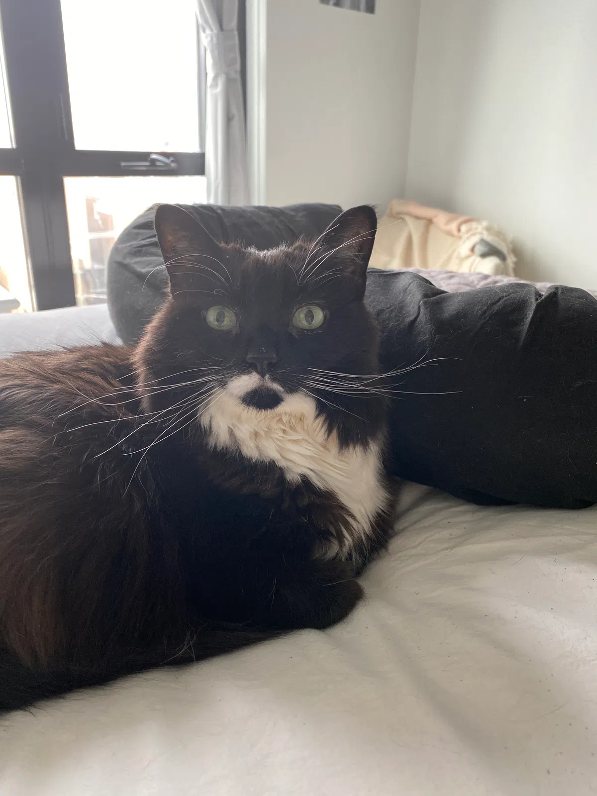 Lost cat in Chicago, IL, 60642