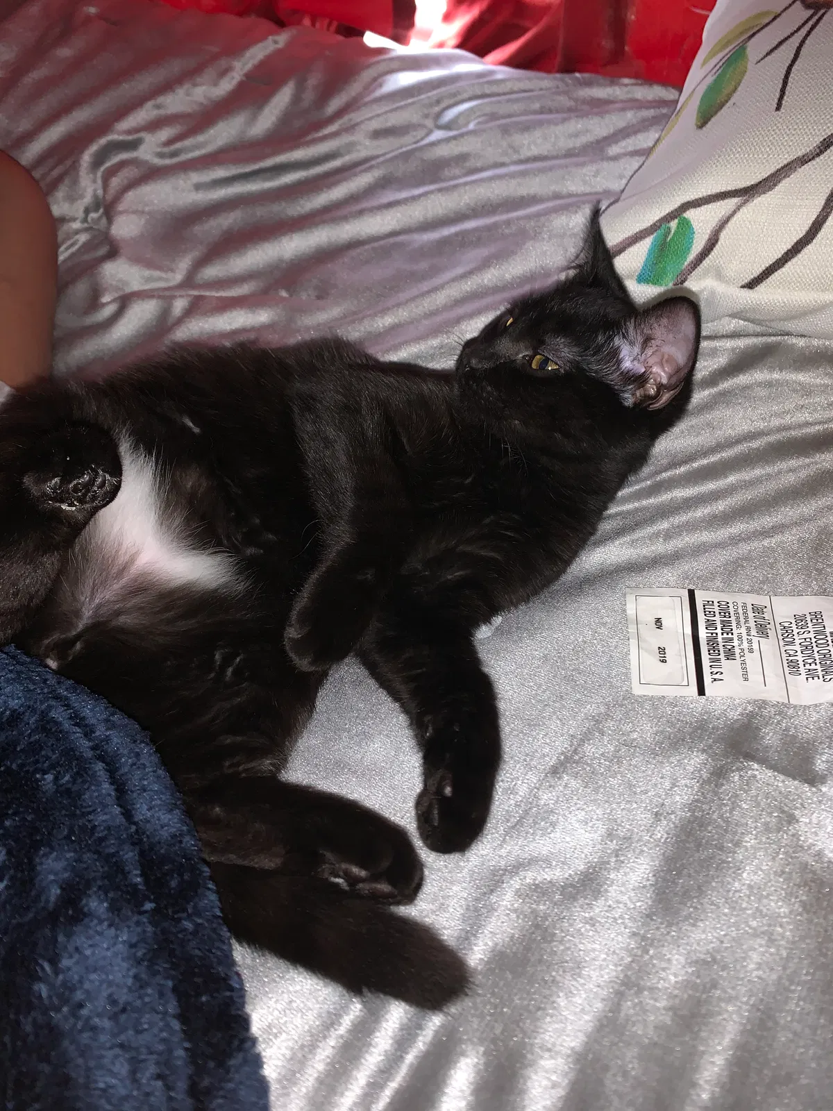 Lost cat in Charlotte, NC, 28215