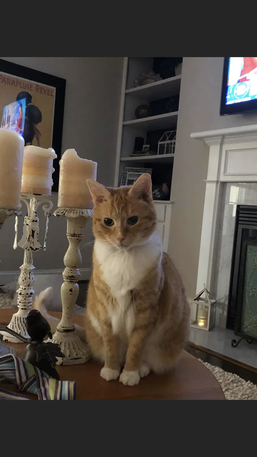 Lost cat in Moseley, VA, 23120
