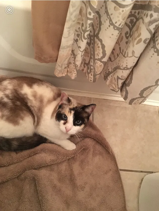 Lost cat in Mansfield, TX, 76063