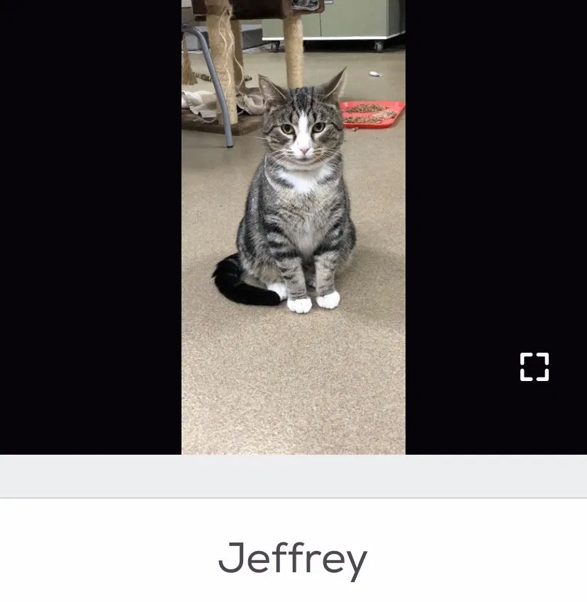 Lost cat in Columbus, OH, 43206