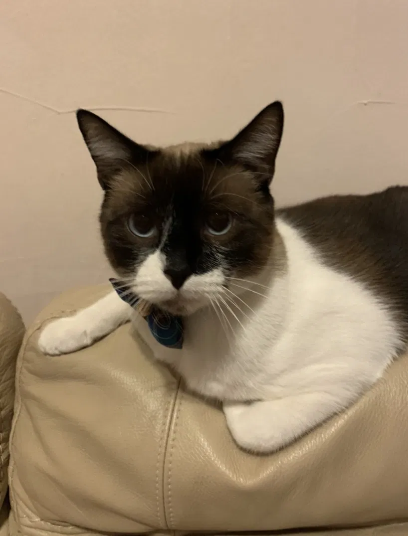 Lost cat in Richardson, TX, 75082