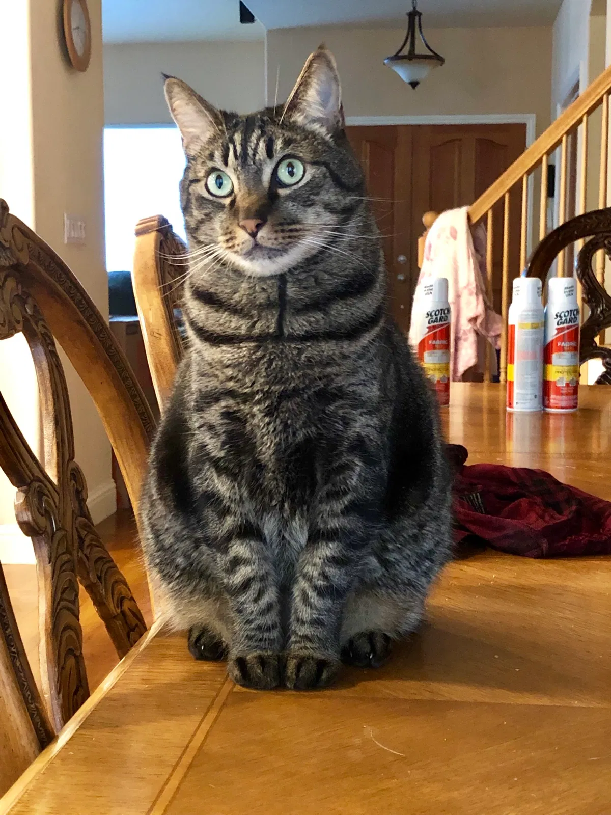 Lost cat in Fair Oaks, CA, 95628