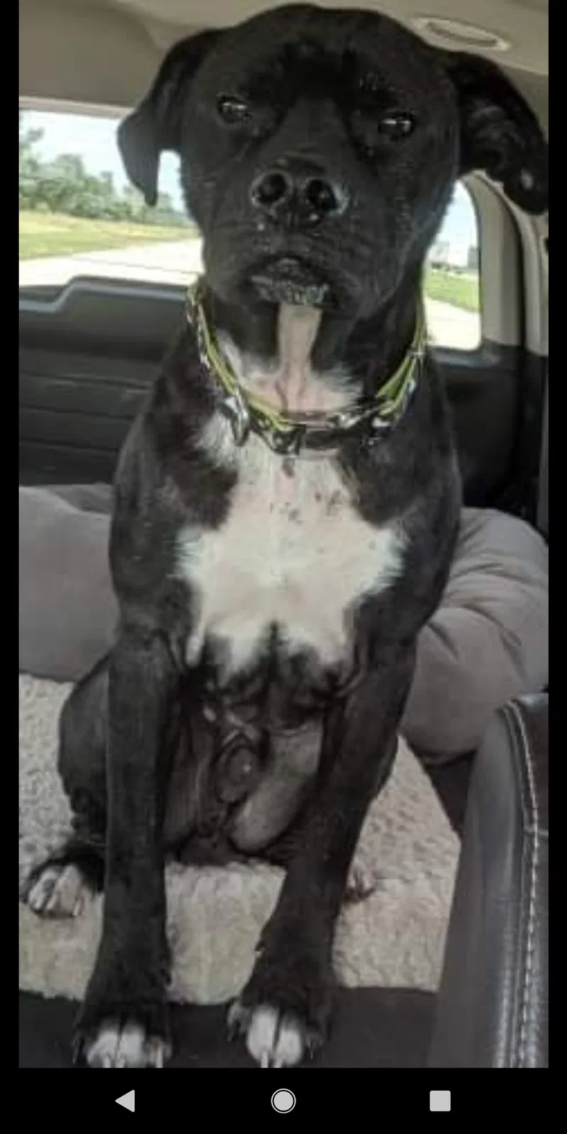 Lost dog in Defiance, OH, 43512