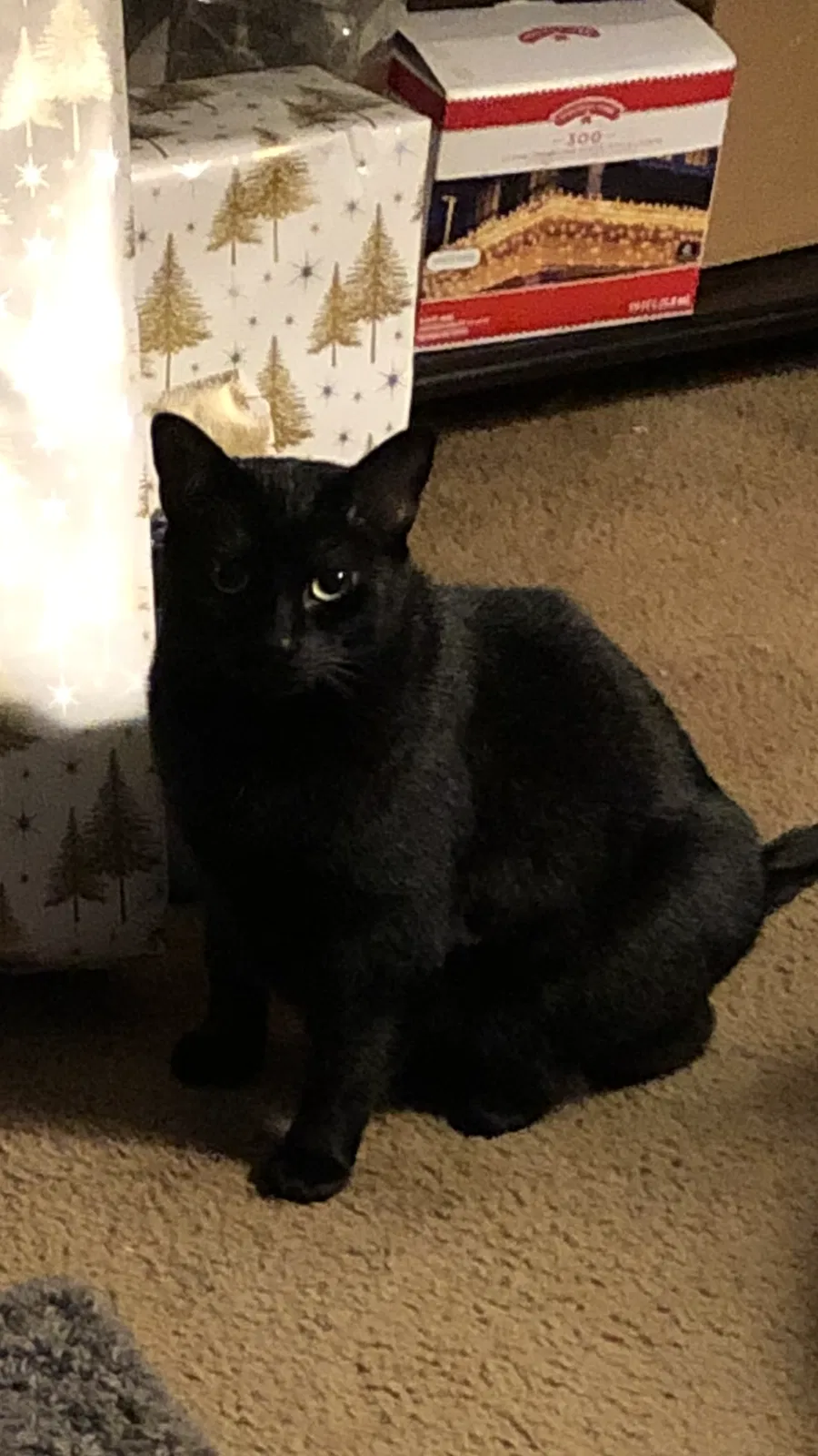Lost cat in Telford, PA, 18969