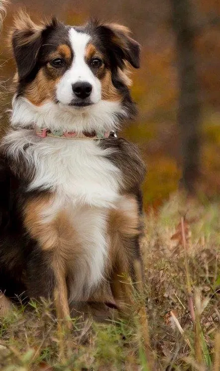 Lost dog in Milton, WV, 25541