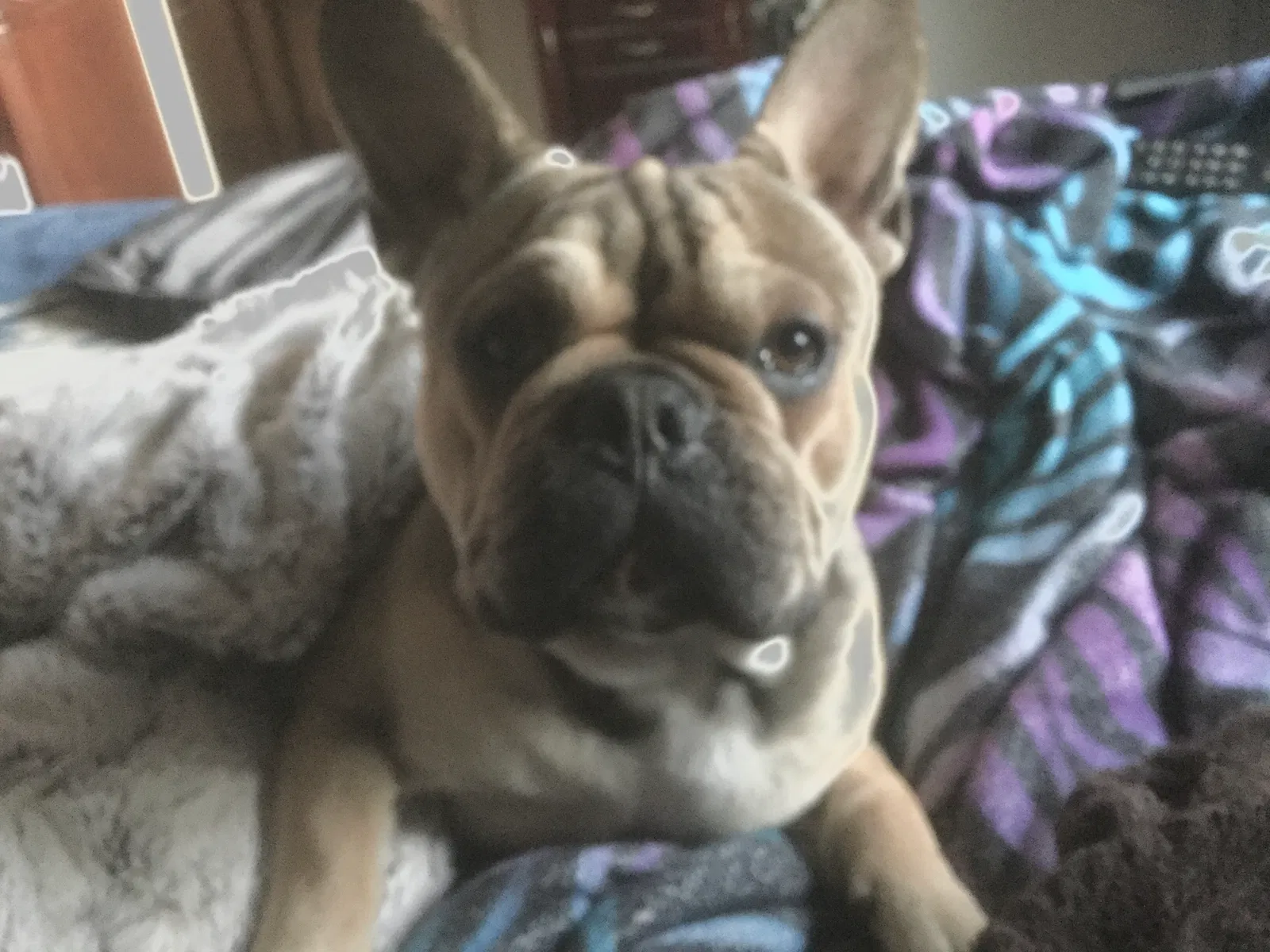 Lost dog in Hayward, CA, 94541