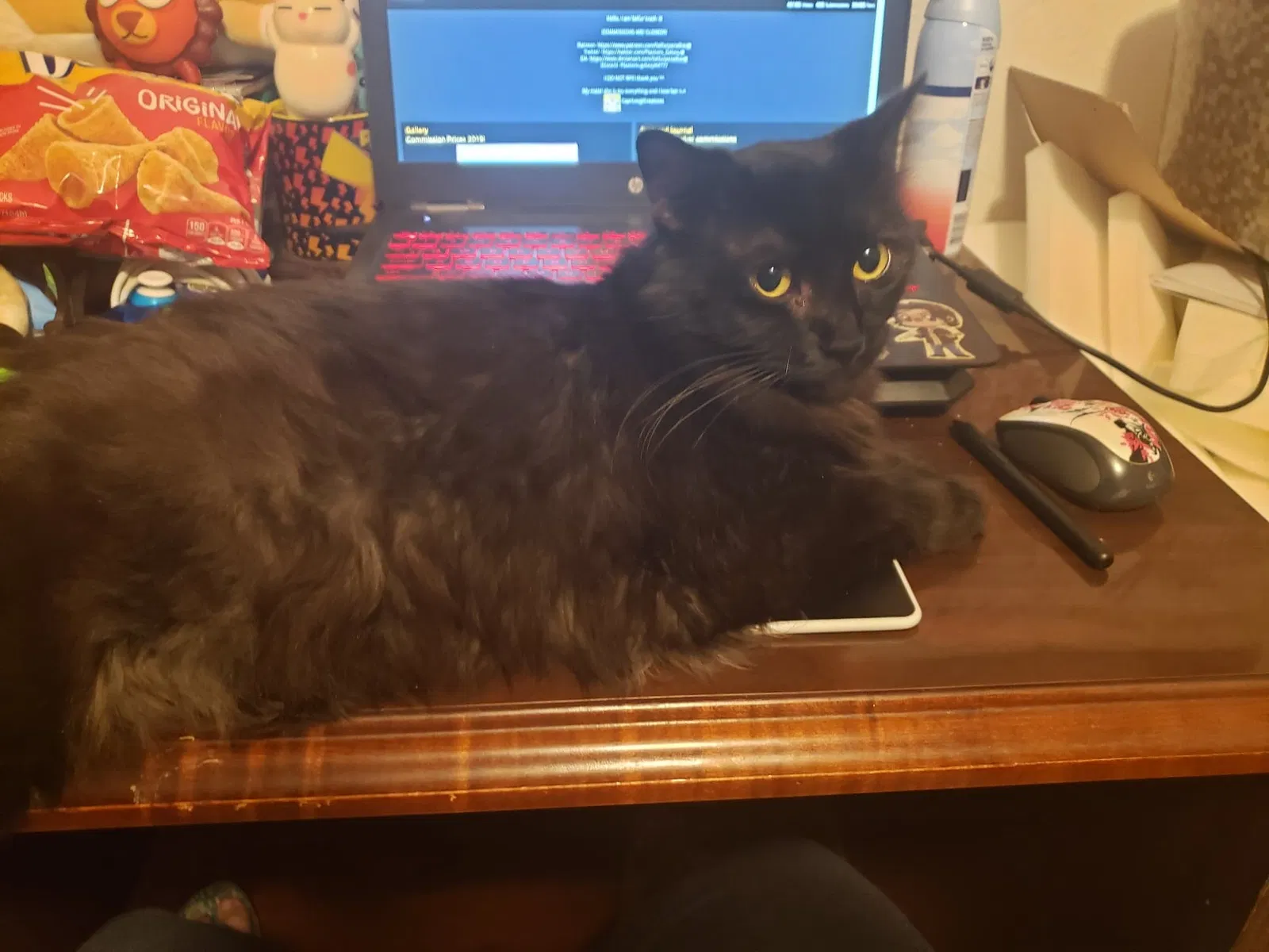 Lost cat in Crowley, TX, 76036