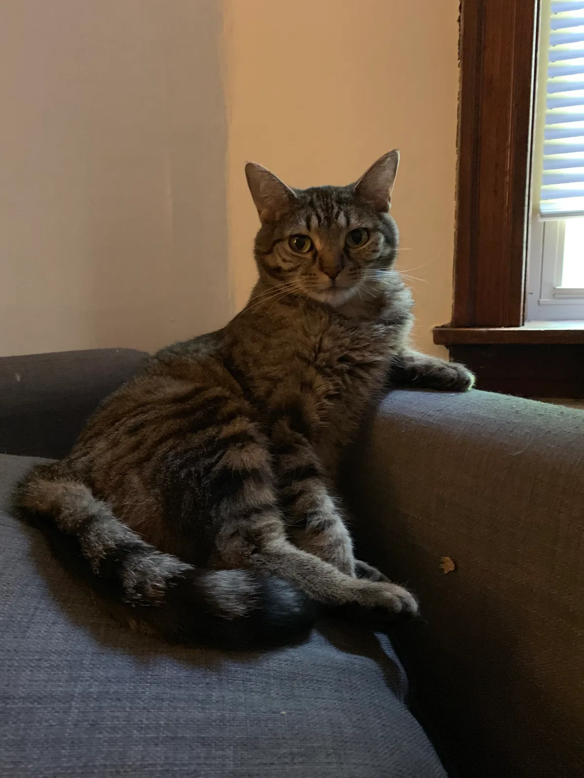 Lost cat in Chicago, IL, 60622