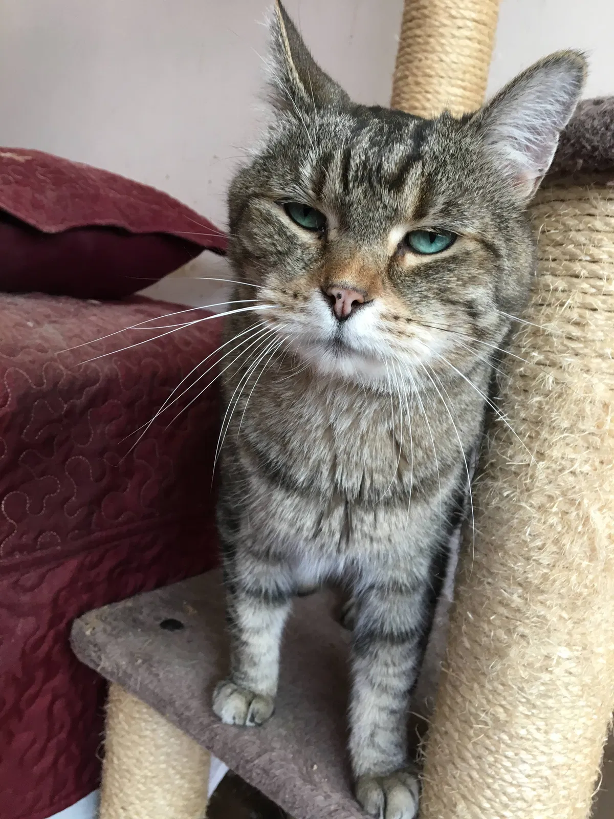 Lost cat in Auburn, WA, 98002