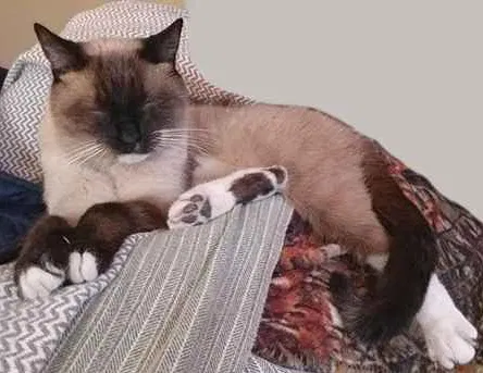 Lost cat in Glendale, AZ, 85306