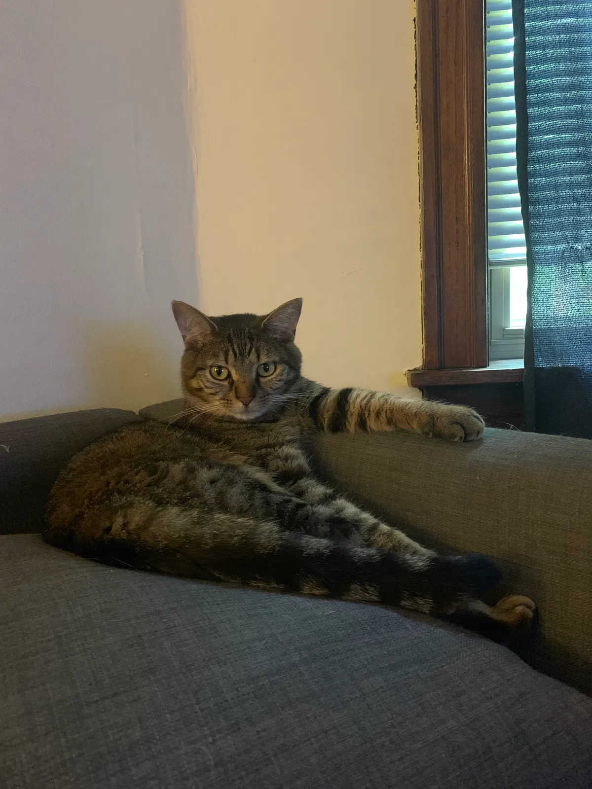 Lost cat in Chicago, IL, 60622