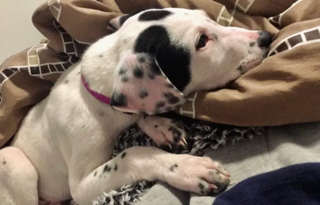 Lost dog in Johnson City, TN, 37604