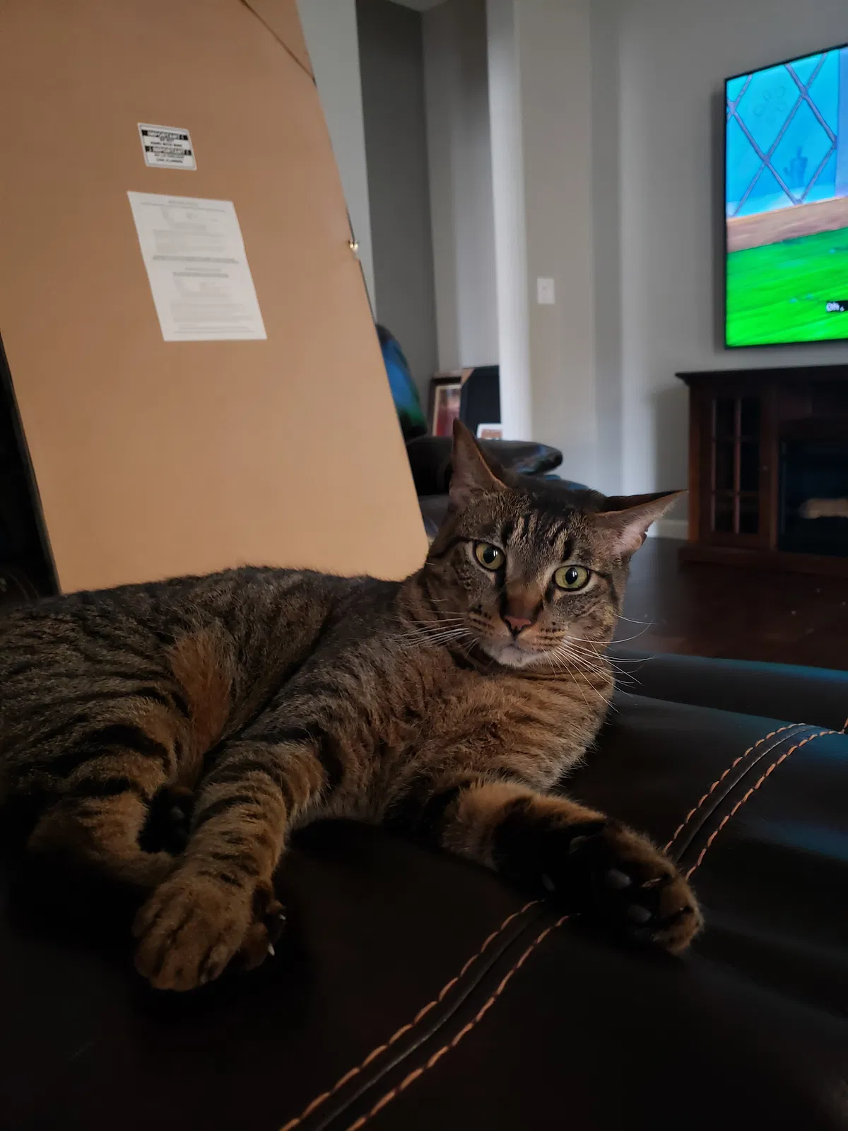Lost cat in Elk Grove, CA, 95757