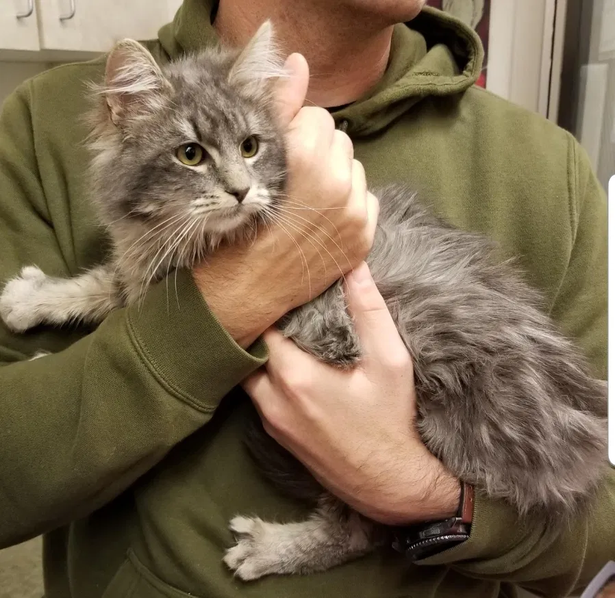 Lost cat in Yelm, WA, 98597
