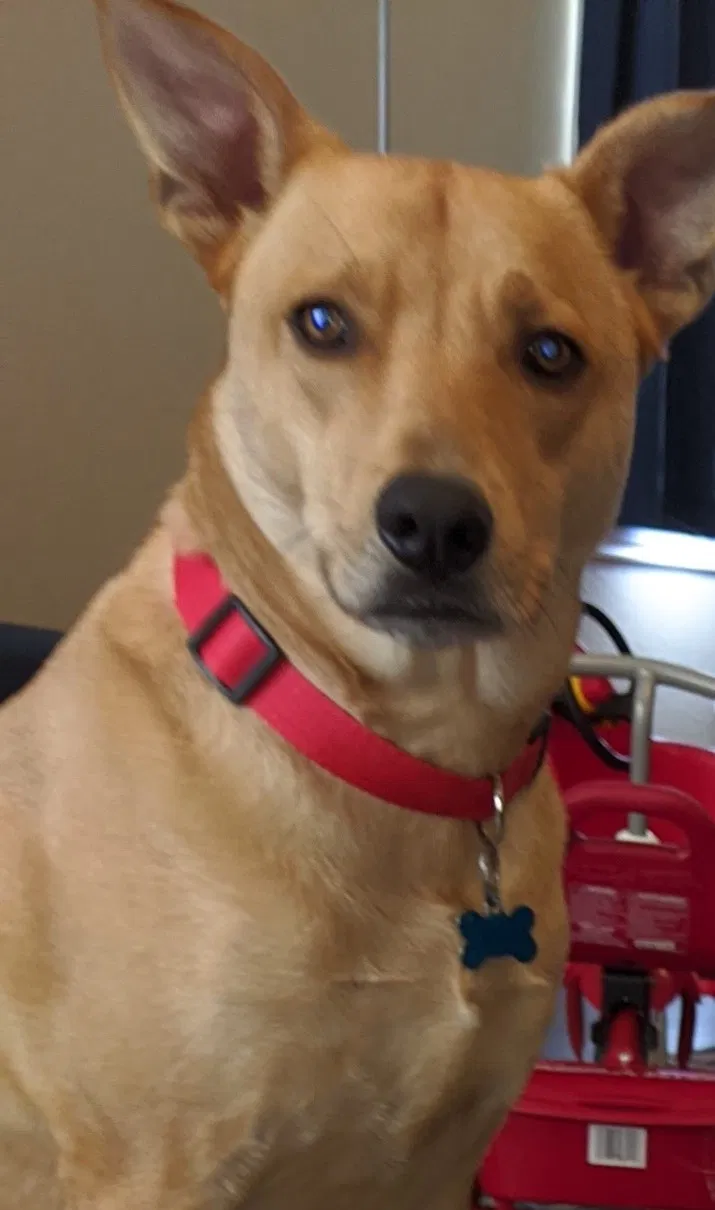 Lost dog in Spring, TX, 77379