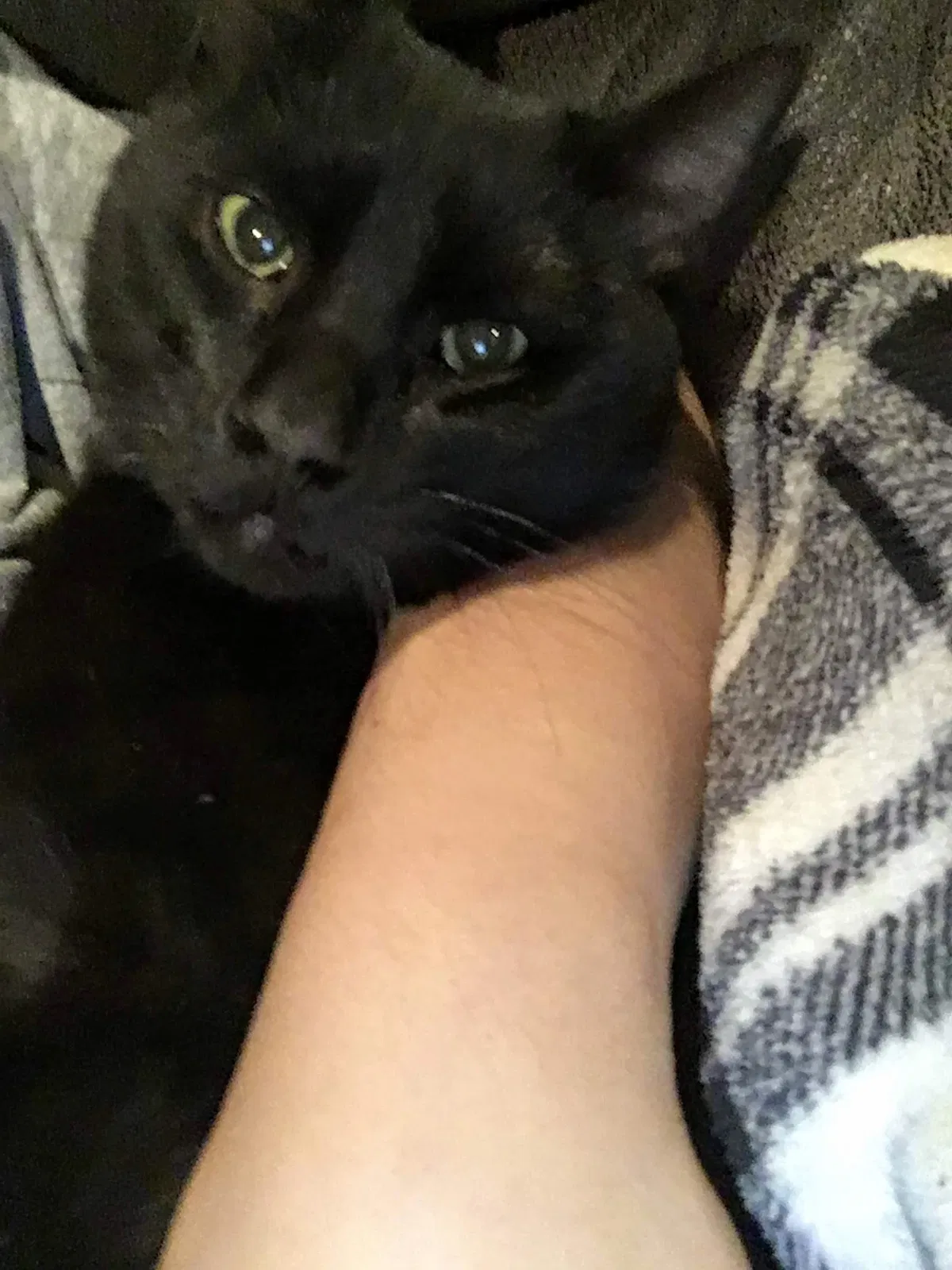 Lost cat in Waco, TX, 76706