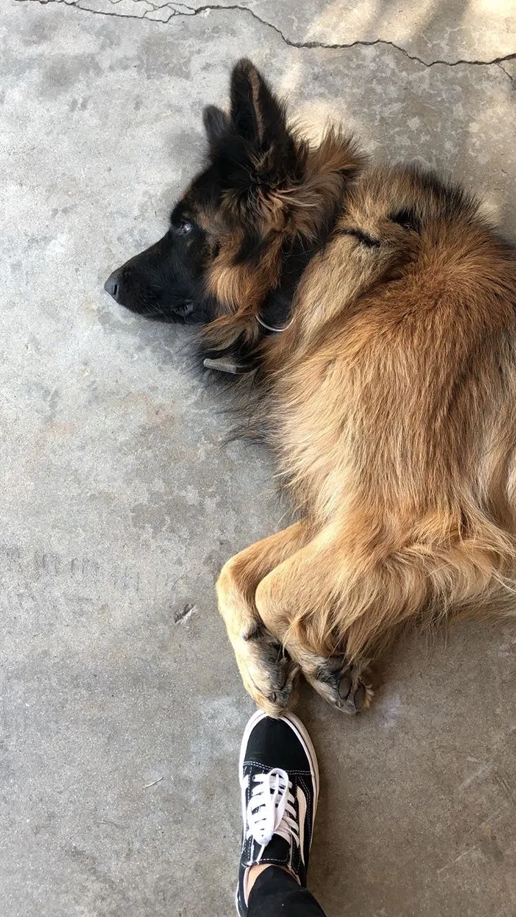 Lost dog in Compton, CA, 90221