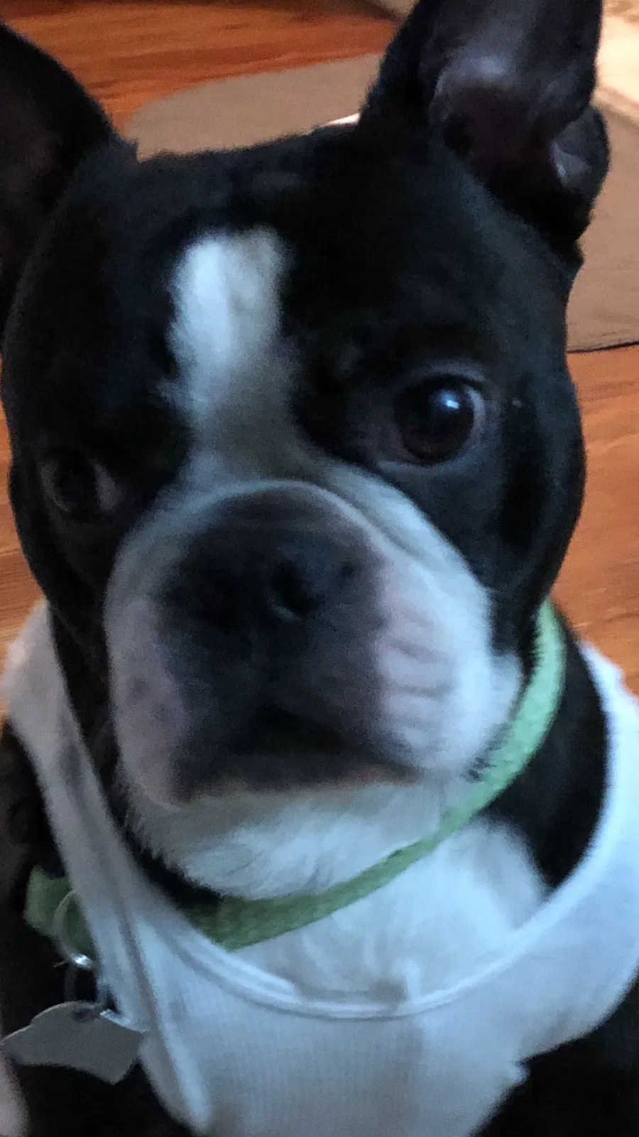 Lost dog in Redford, MI, 48239