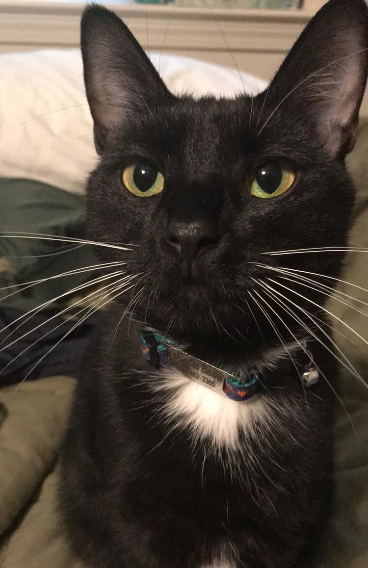 Lost cat in Killeen, TX, 76542