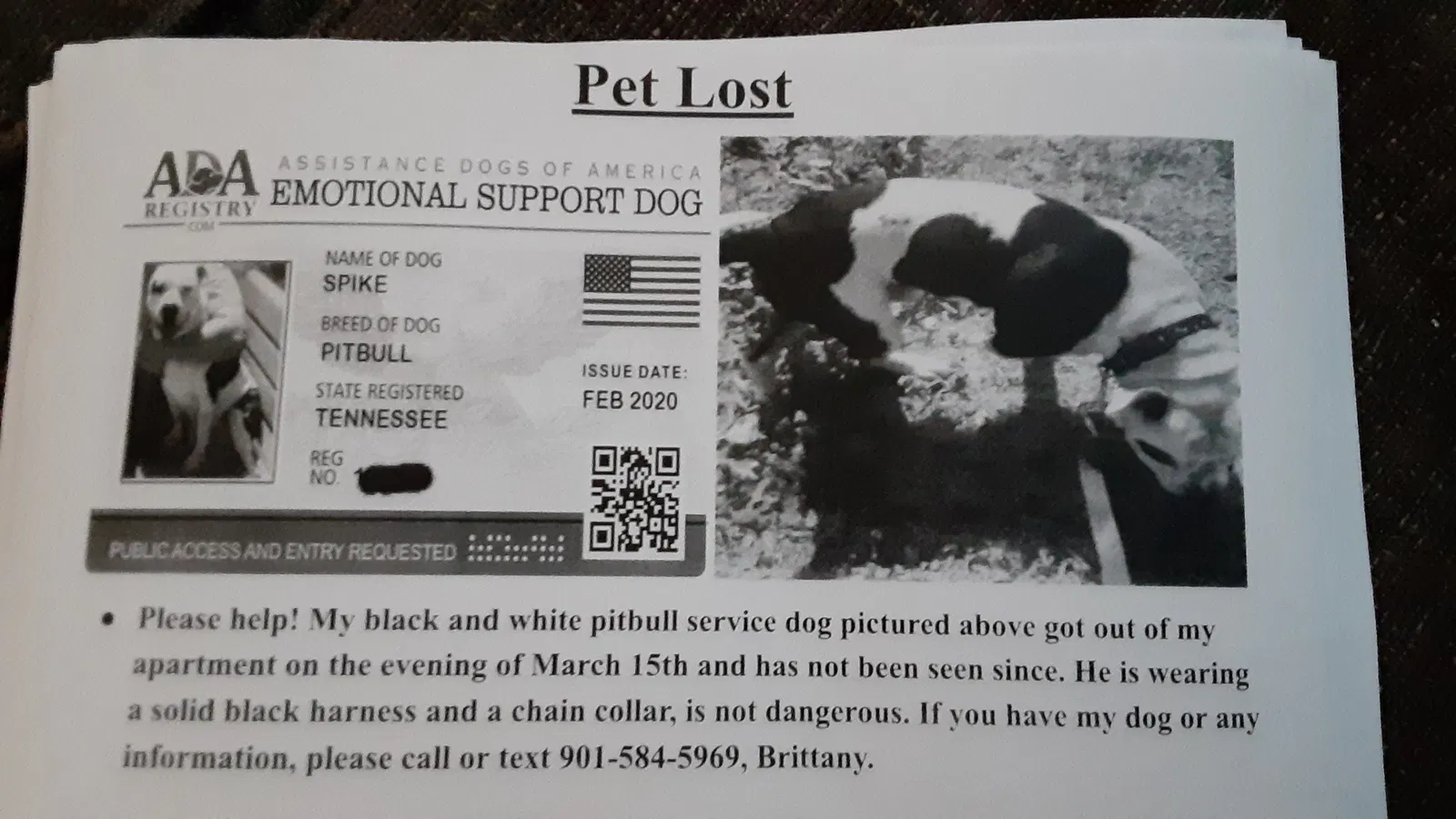 Lost dog in Memphis, TN, 38107