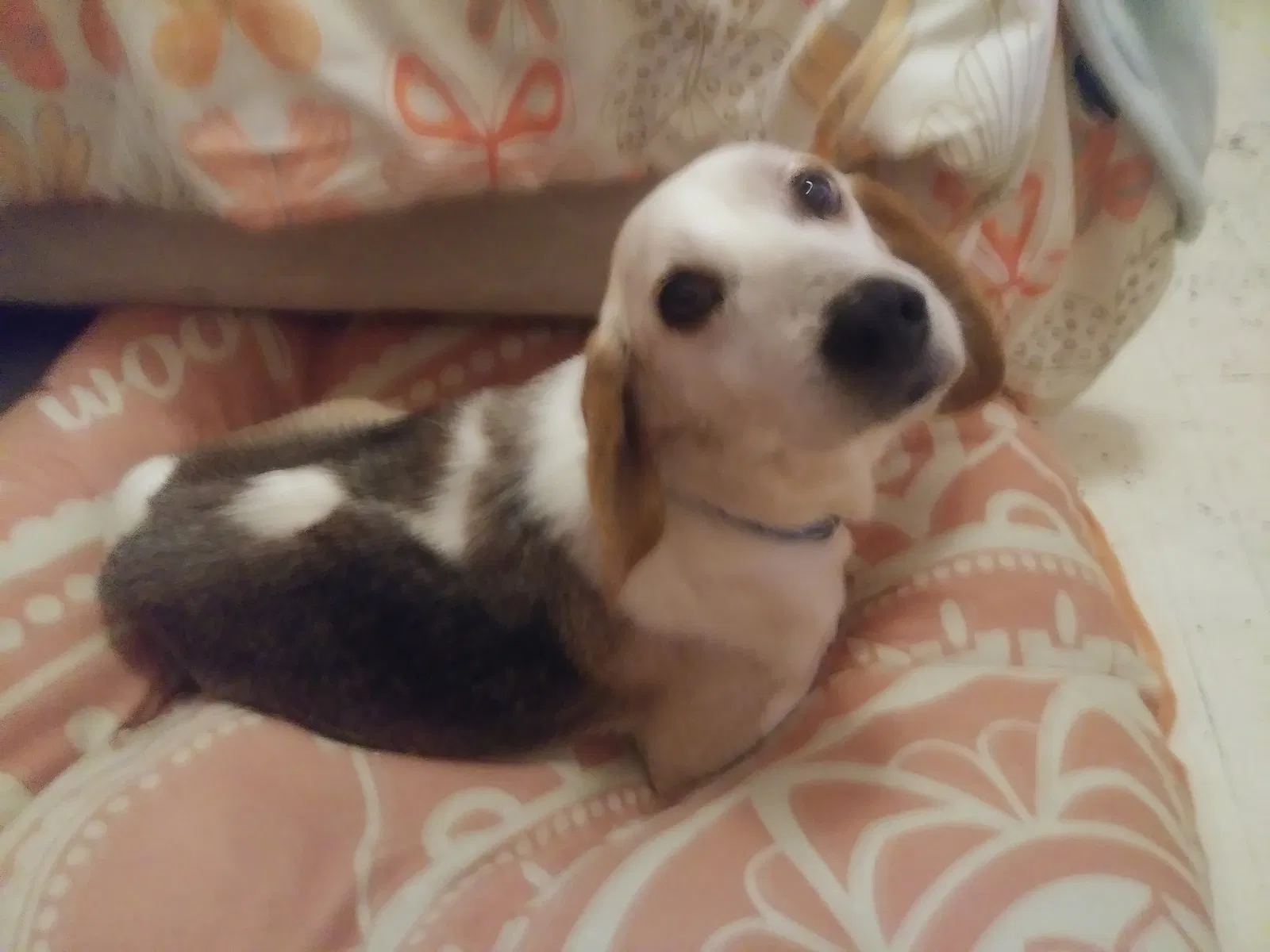 Lost dog in Norfolk, VA, 23502
