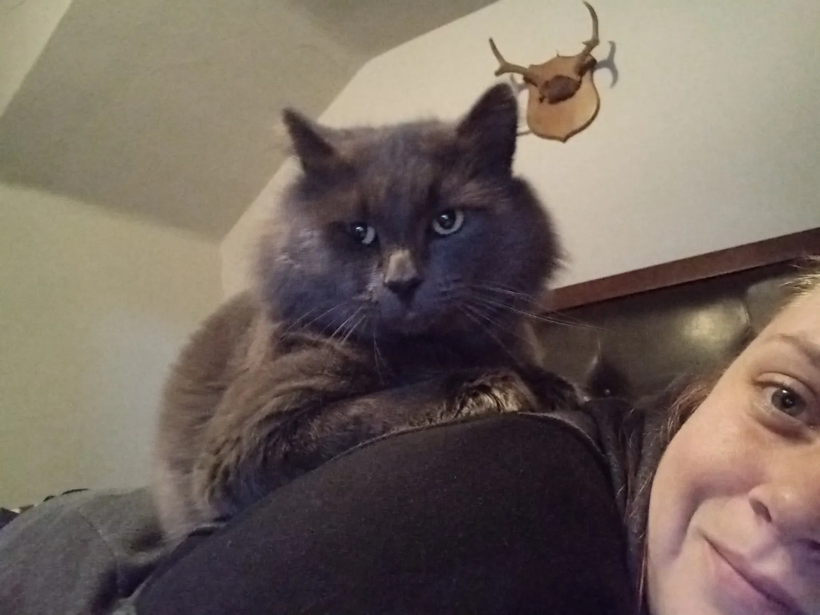 Lost cat in Portland, OR, 97202