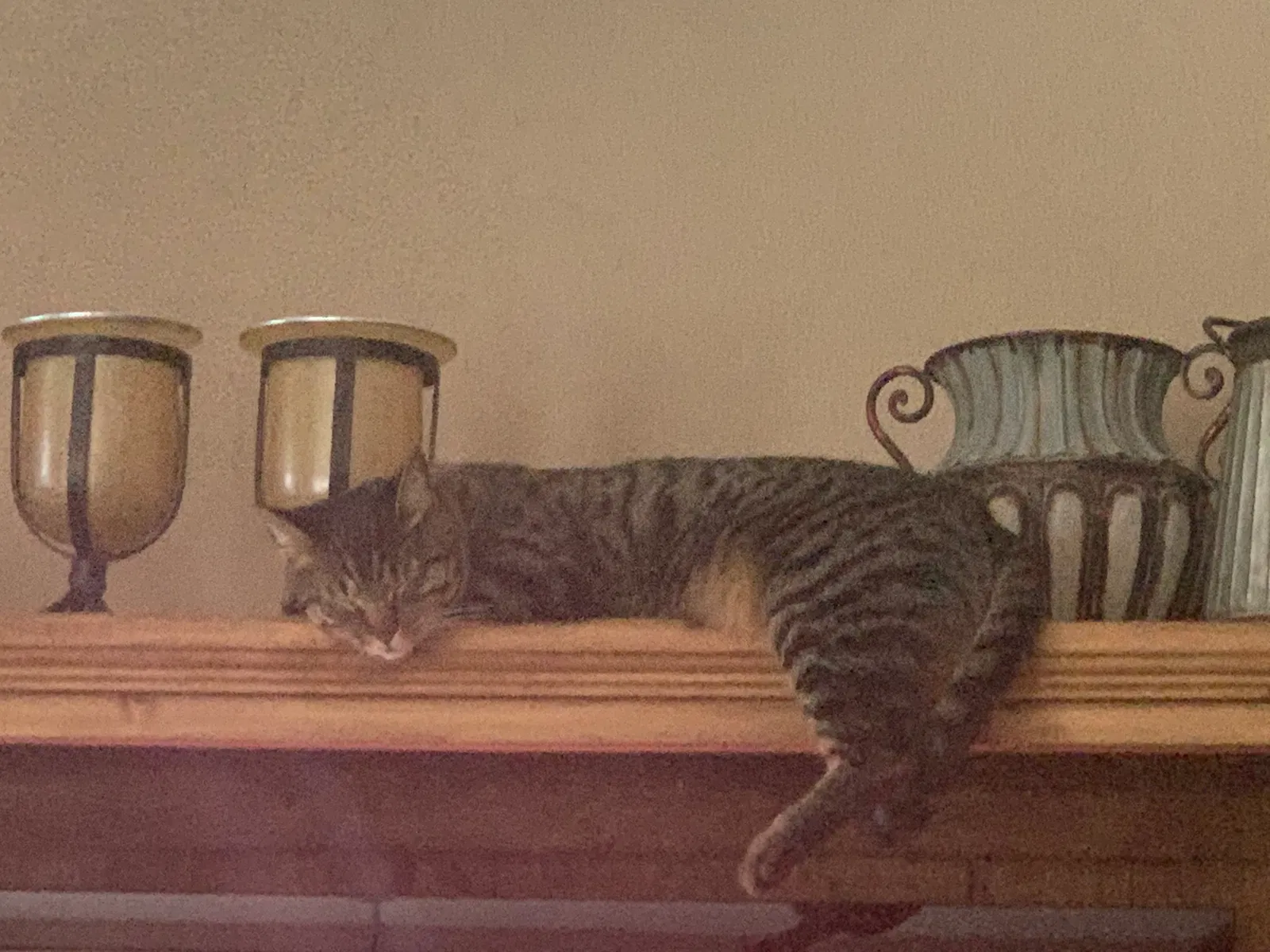 Lost cat in San Antonio, TX, 78249