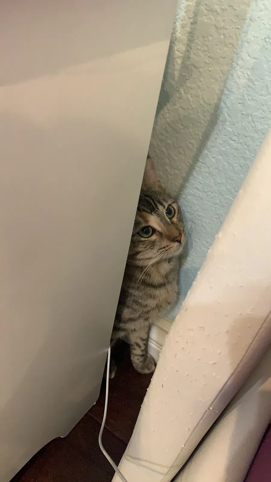 Lost cat in Walnut, CA, 91789