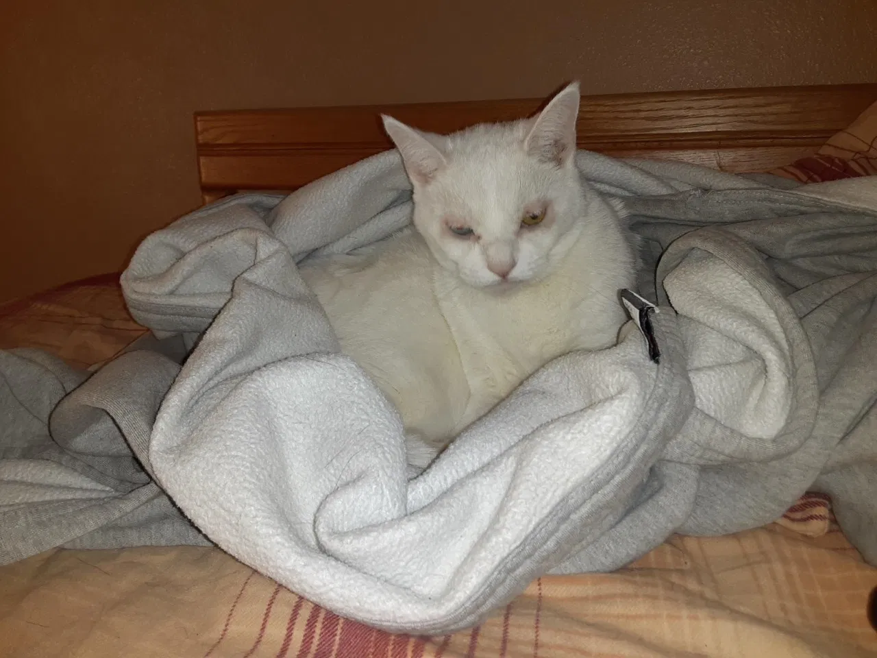 Lost cat in Mesa, AZ, 85207