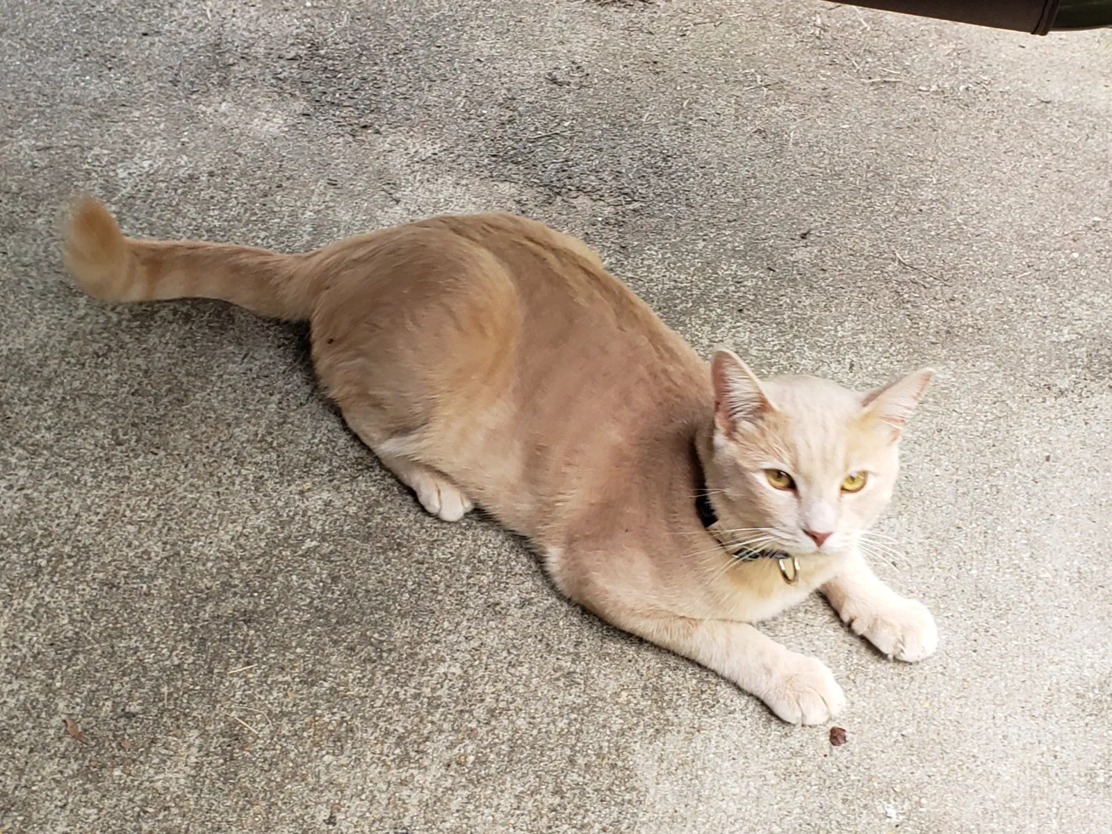 Lost cat in Marietta, GA, 30008
