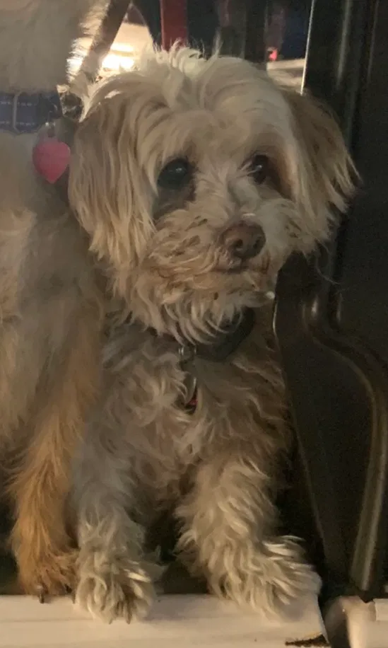 Lost dog in Azusa, CA, 91702