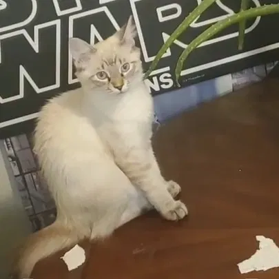 Lost cat in Mesa, AZ, 85201