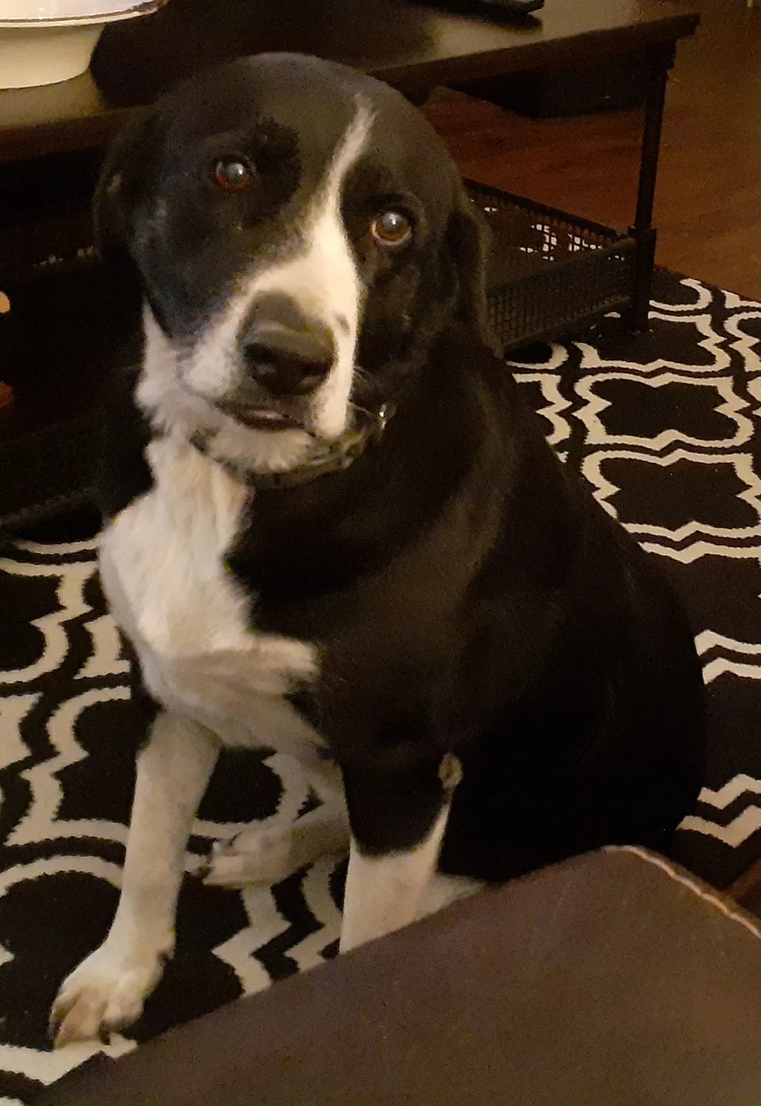 Lost dog in Tucson, AZ, 85711