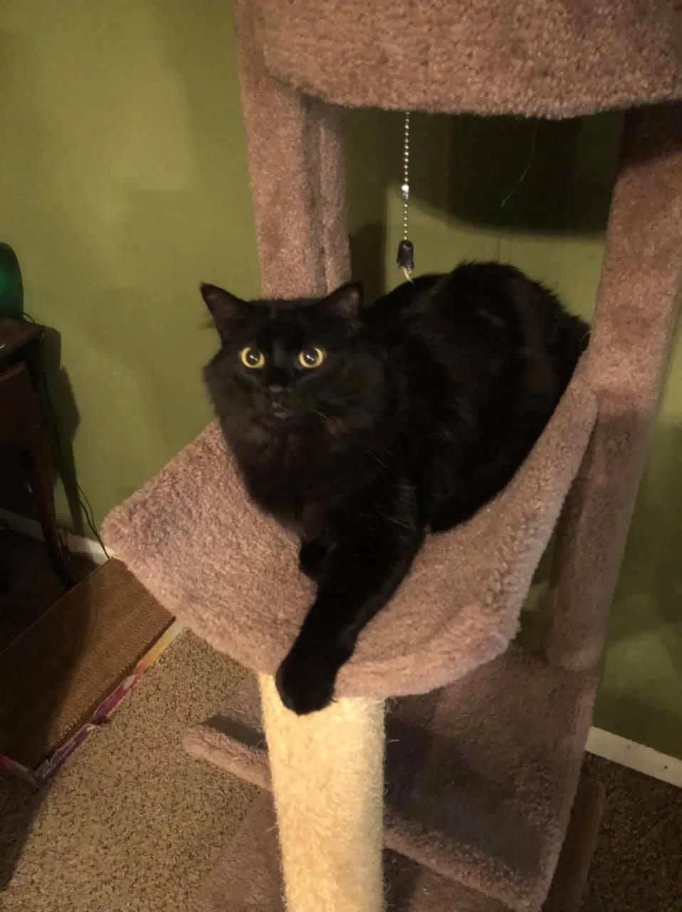Lost cat in Batavia, OH, 45103