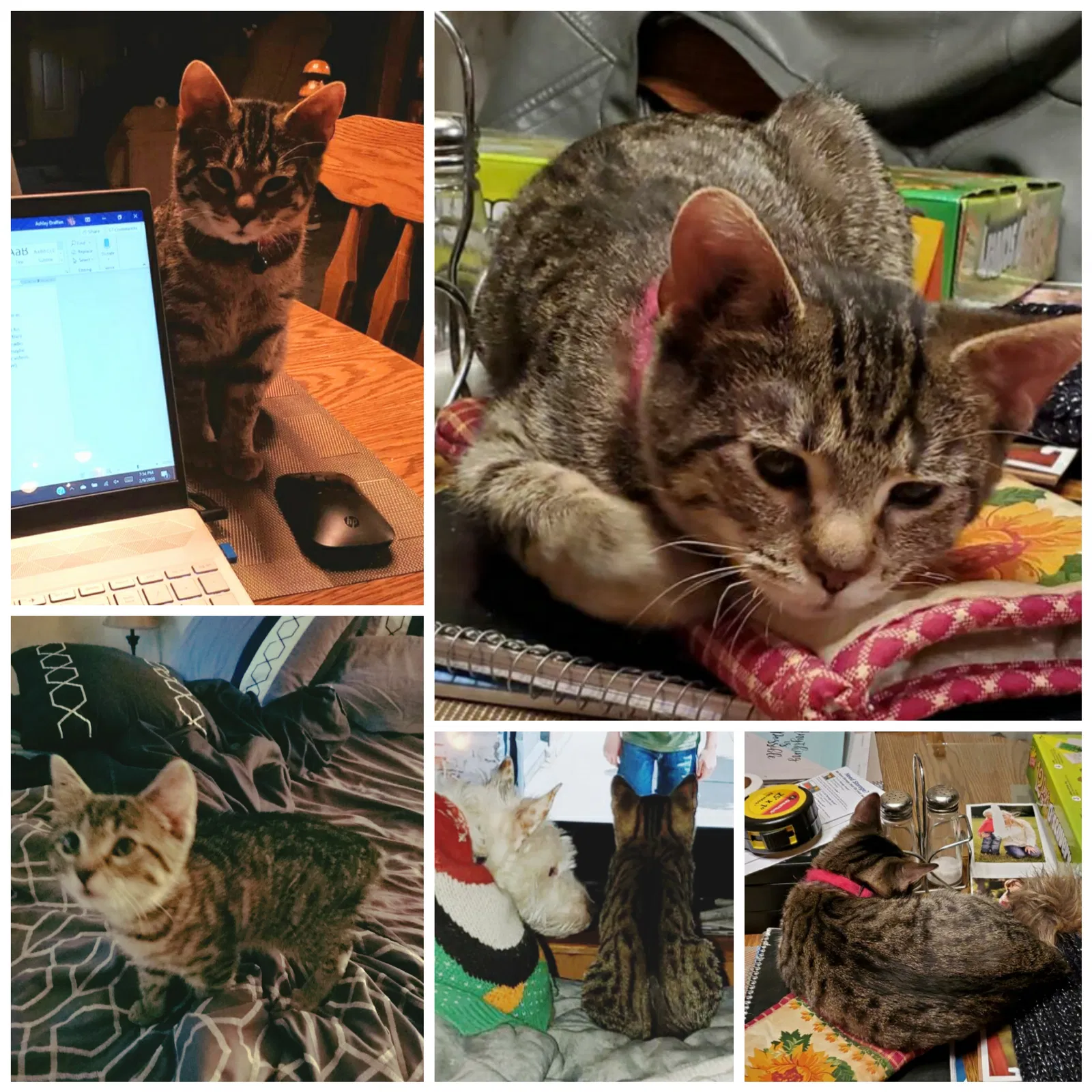 Lost cat in Lawrenceburg, IN, 47025