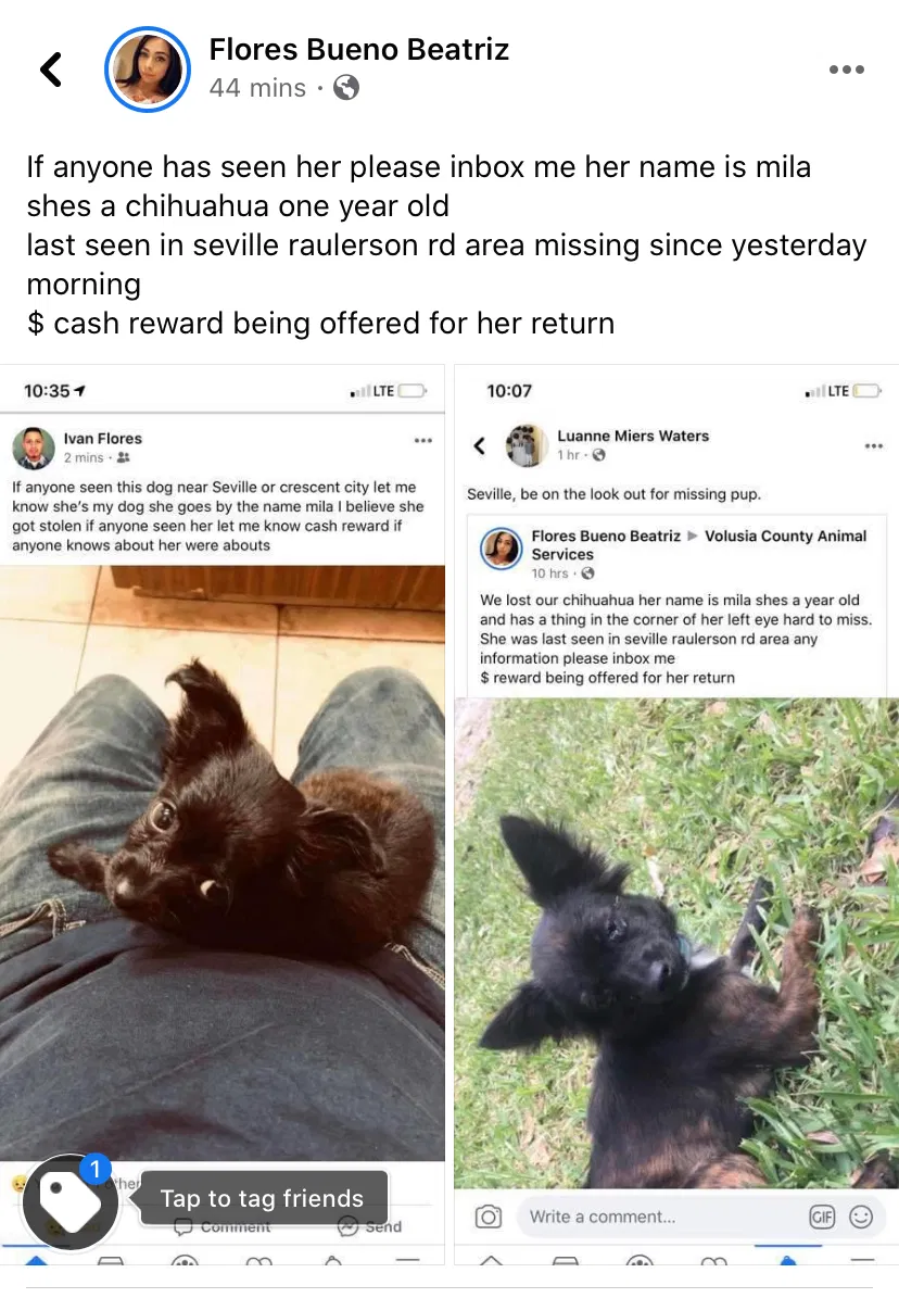 Lost dog in Seville, FL, 32190