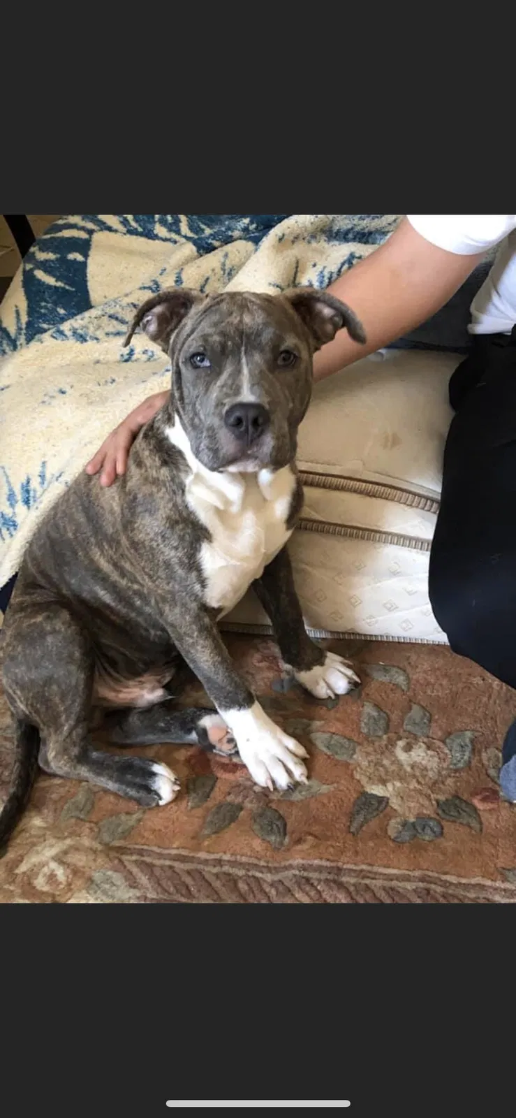 Lost dog in Germantown, WI, 53022