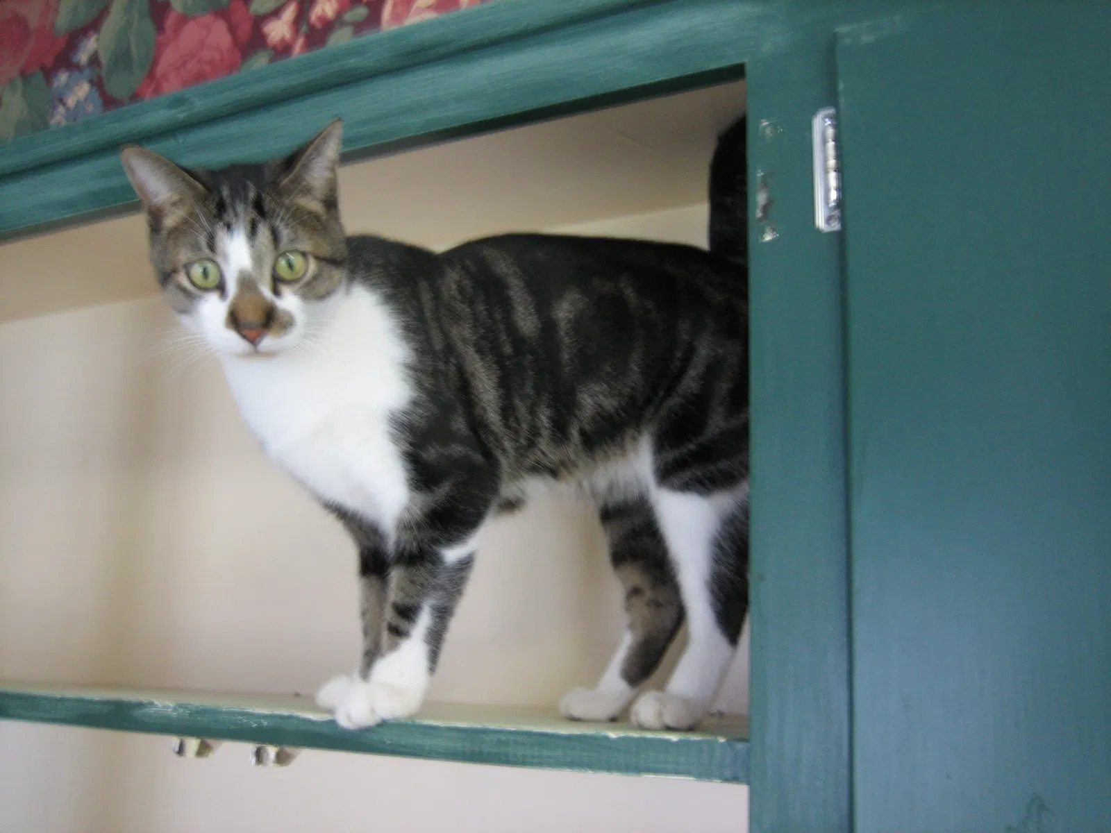 Lost cat in Wichita, KS, 67206