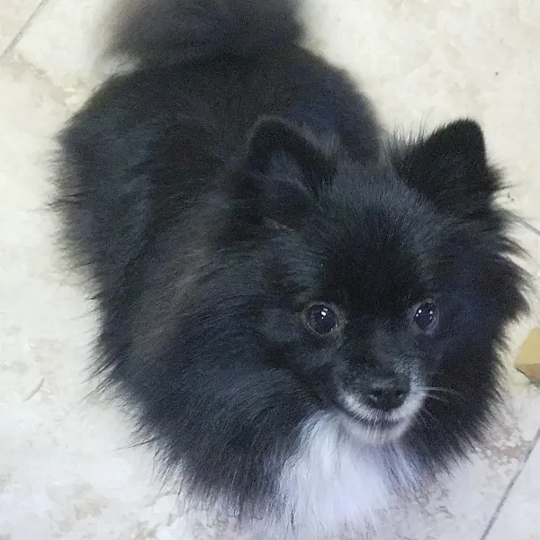 Lost dog in Katy, TX, 77449