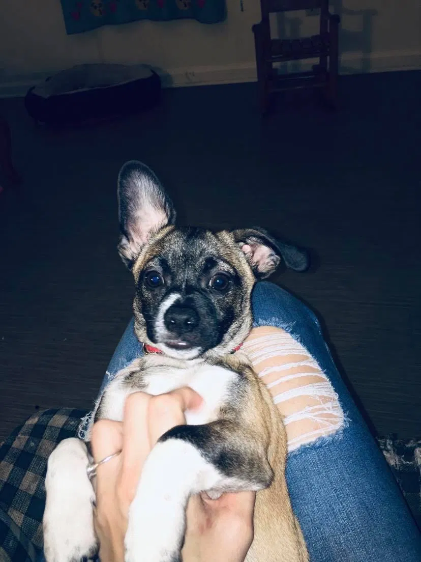 Lost dog in Cohutta, GA, 30710
