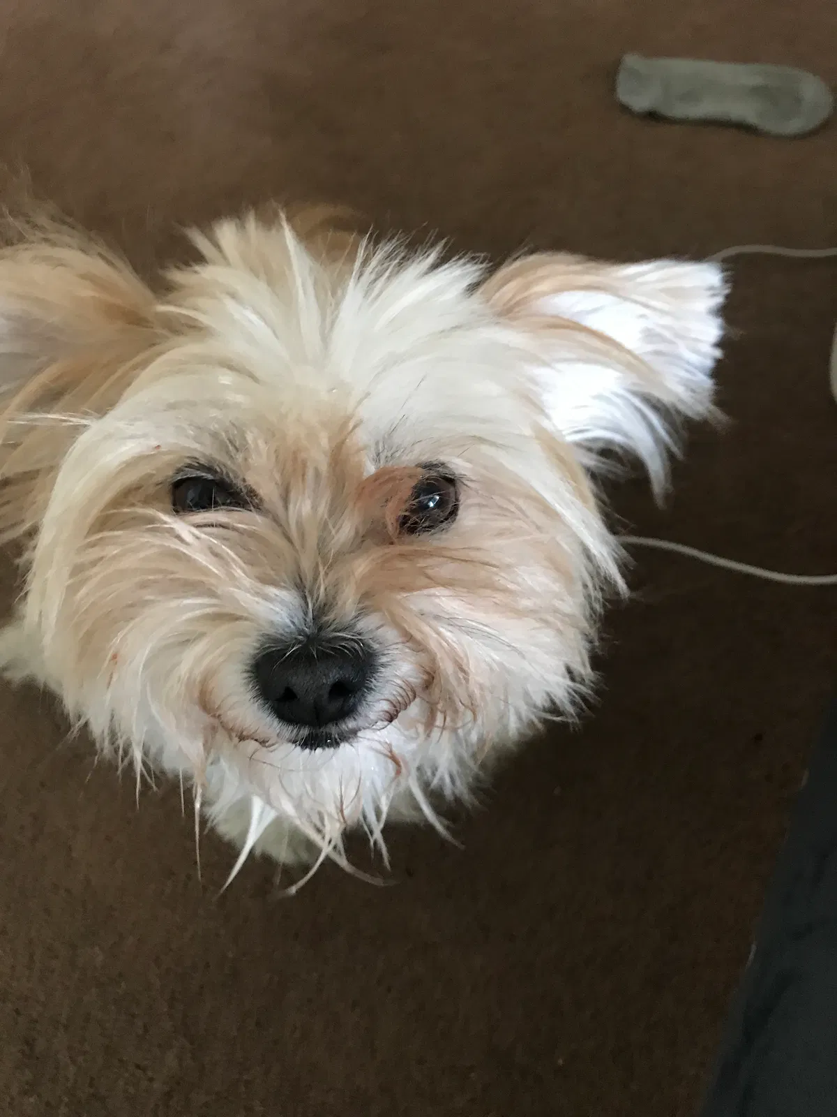 Lost dog in Downey, CA, 90242