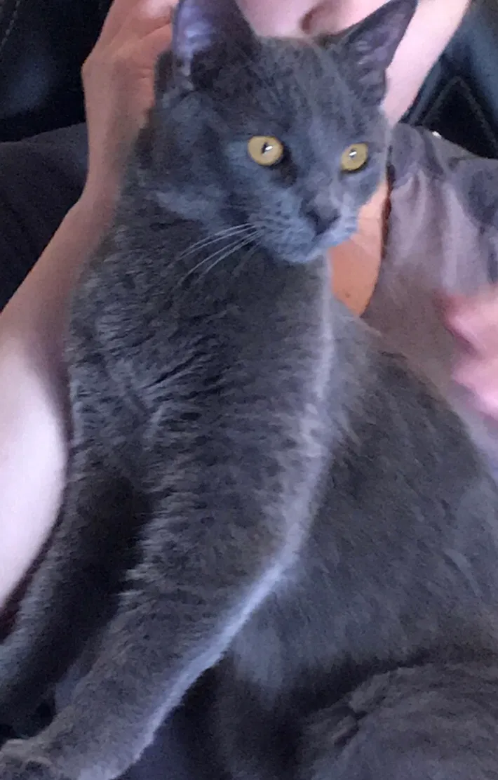 Lost cat in Albuquerque, NM, 87114