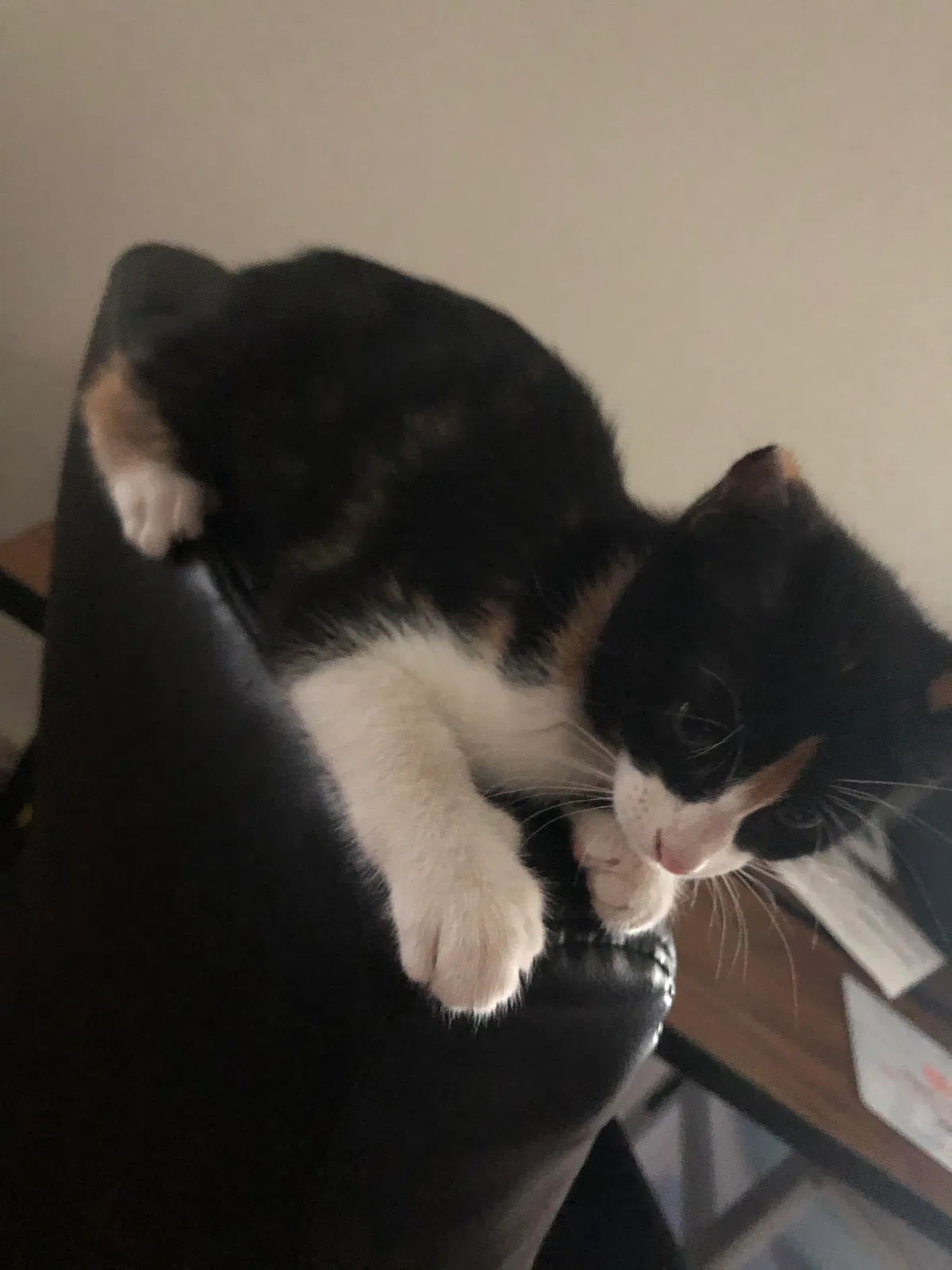 Lost cat in Goodyear, AZ, 85338