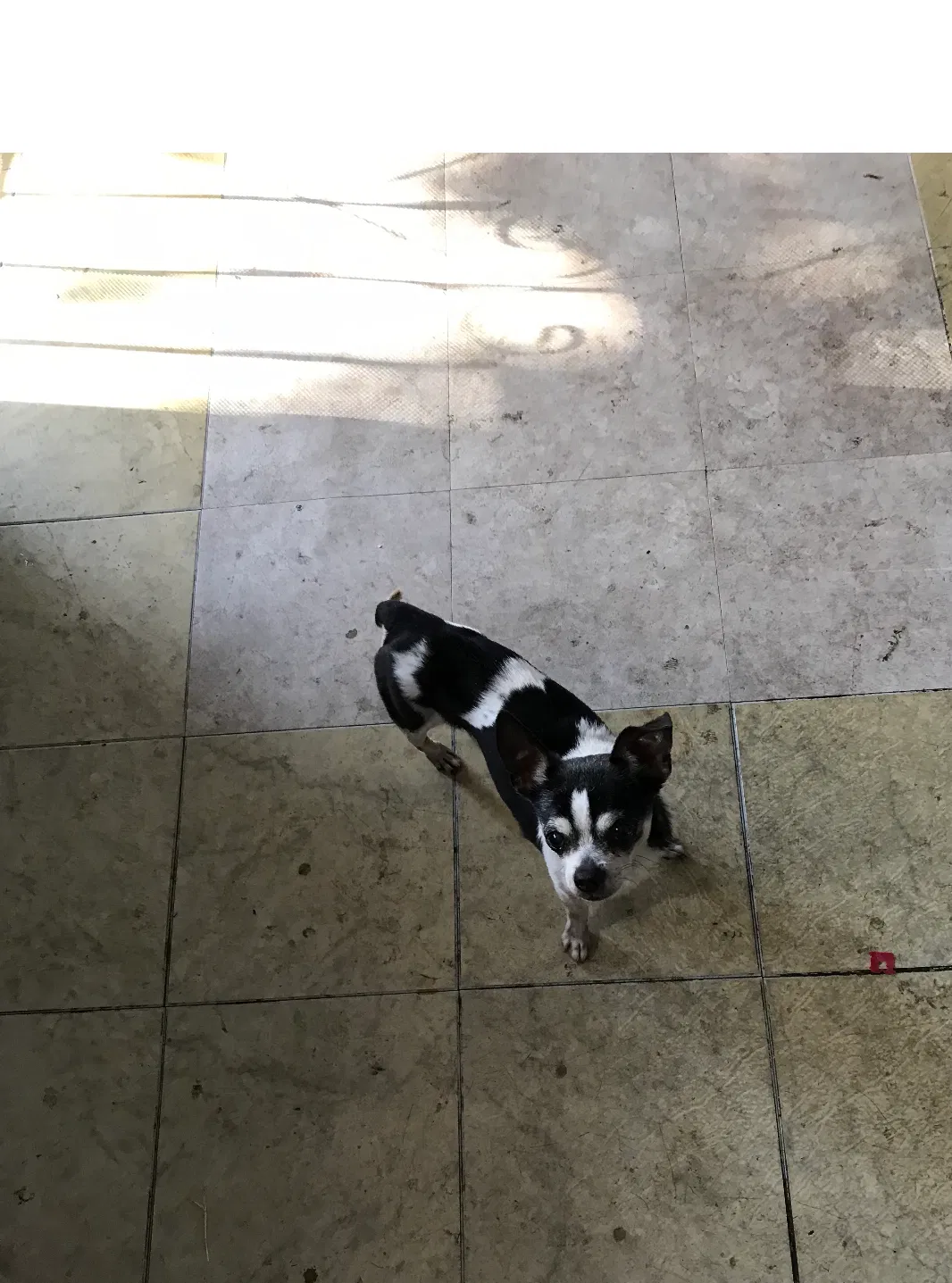 Lost dog in Los Angeles, CA, 90022