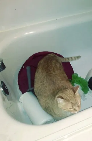 Lost cat in Saint Petersburg, FL, 33702