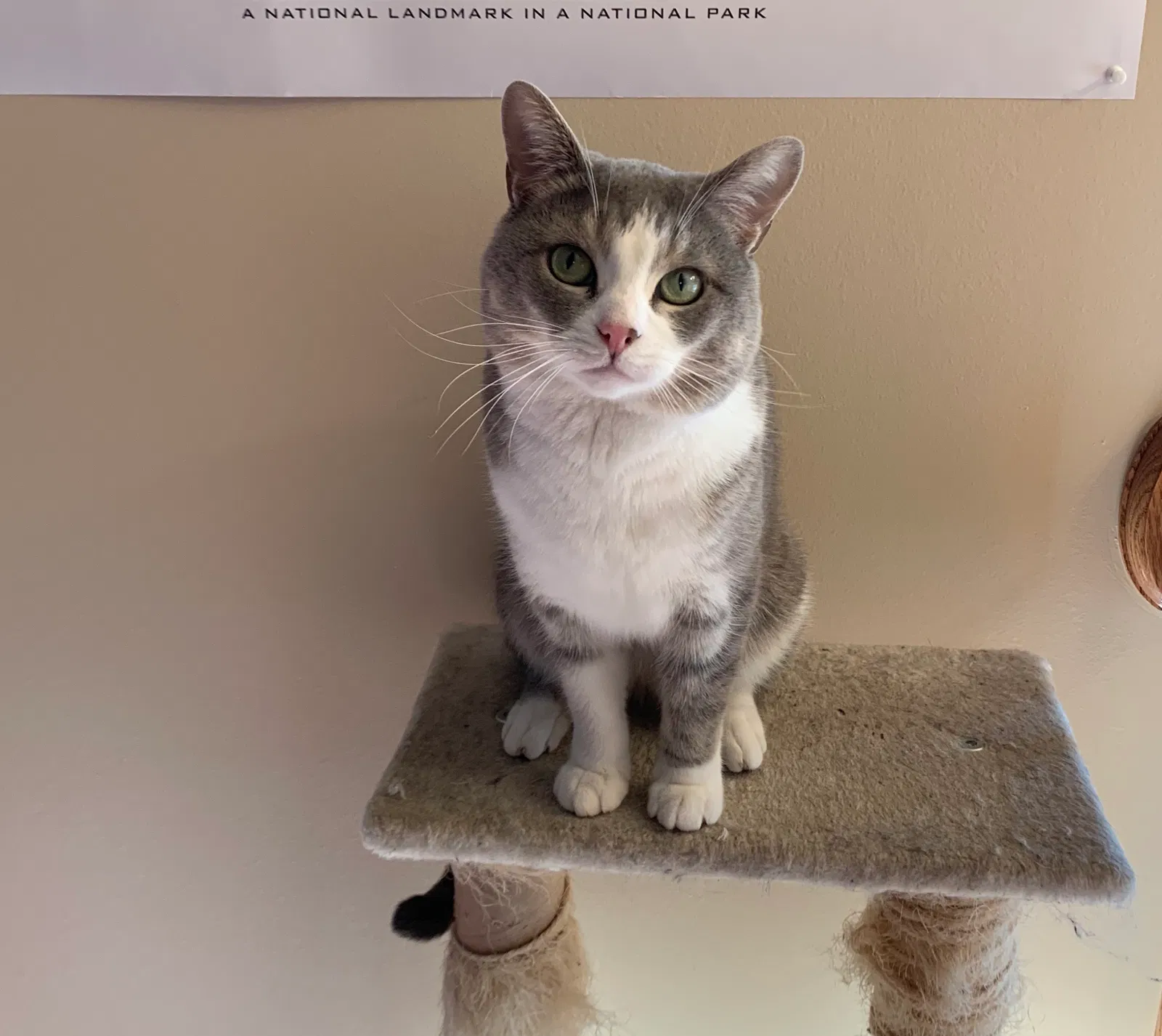 Lost cat in Mchenry, IL, 60051